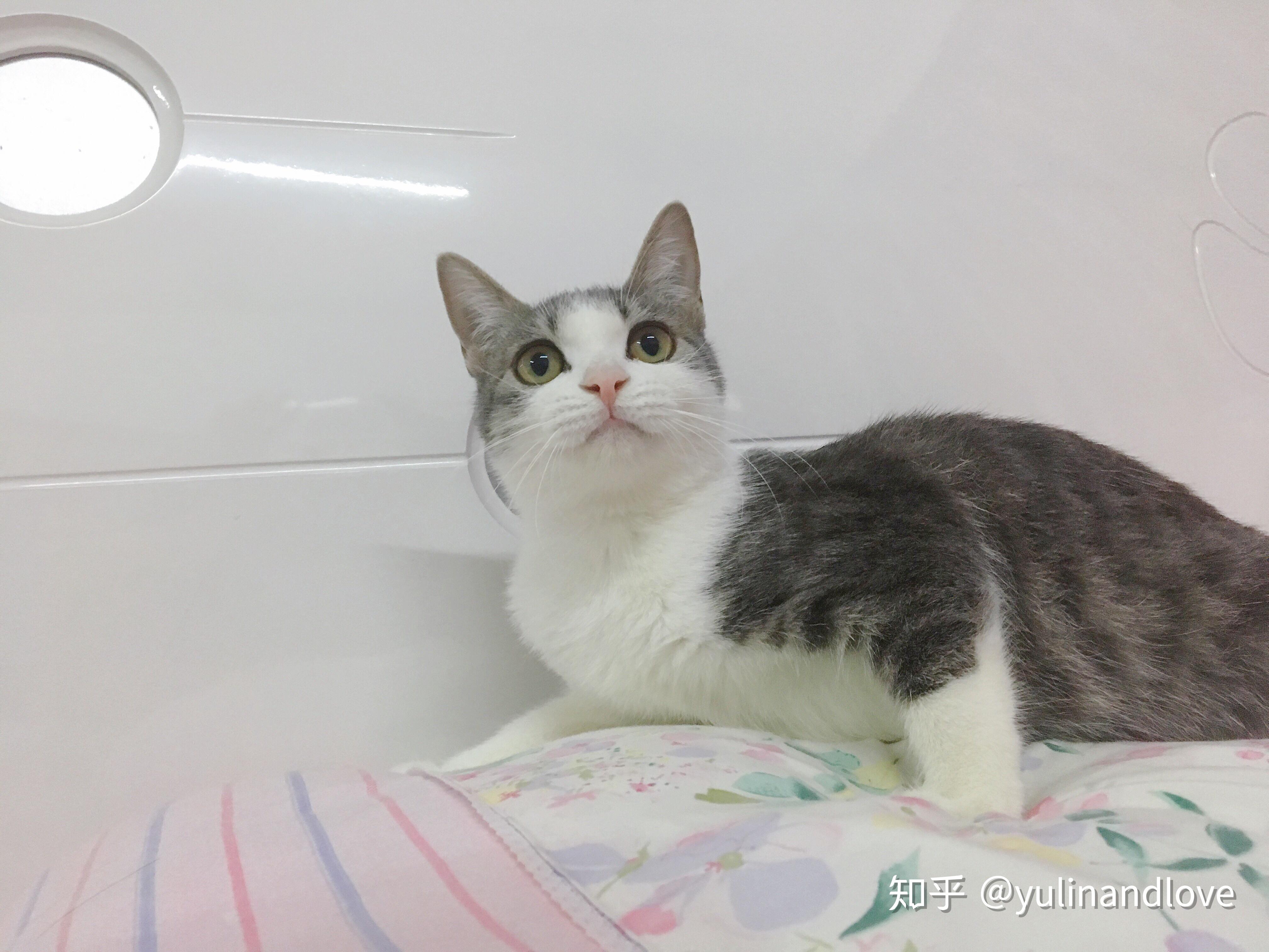 到底养一只猫好还是两只好？ - 知乎
