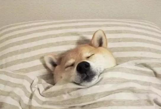 v2-210d26e17ecd1baccc0475a45aa278b8_1440w.jpg?source=172ae18b