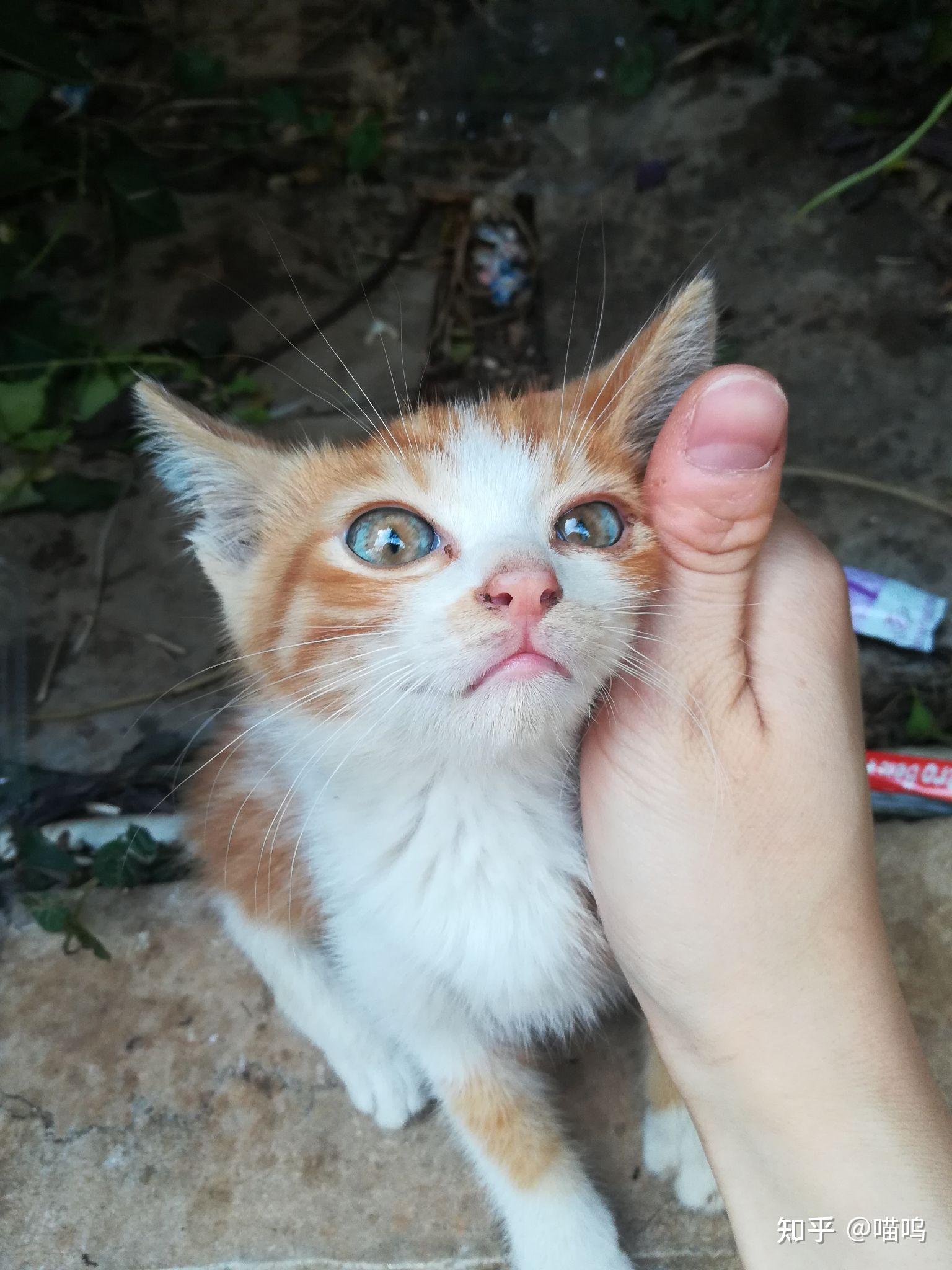 在校园里遇见一只会主动亲近人的花色小猫不小心踩了它一脚就跑了现在