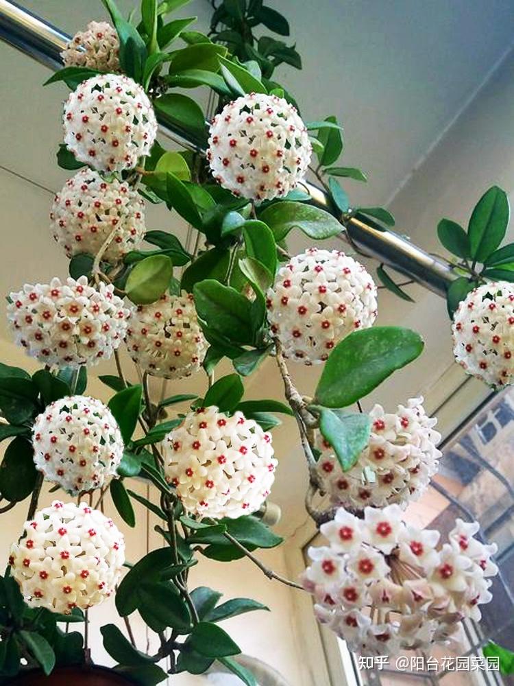 3种小爬藤花剪个枝条插一棵爬满阳台开满花美得不像话