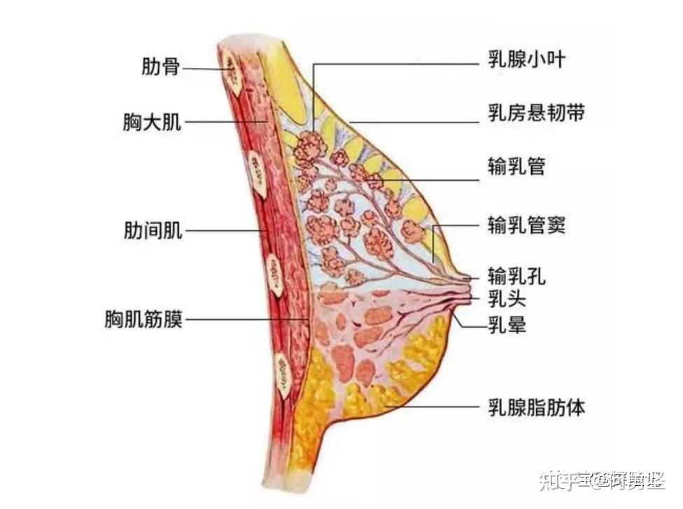 为什么切除了乳腺