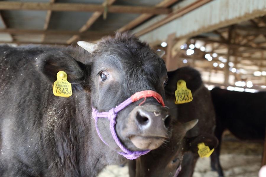 辟谣|传说中的神户牛到底享受了哪些人间待遇?