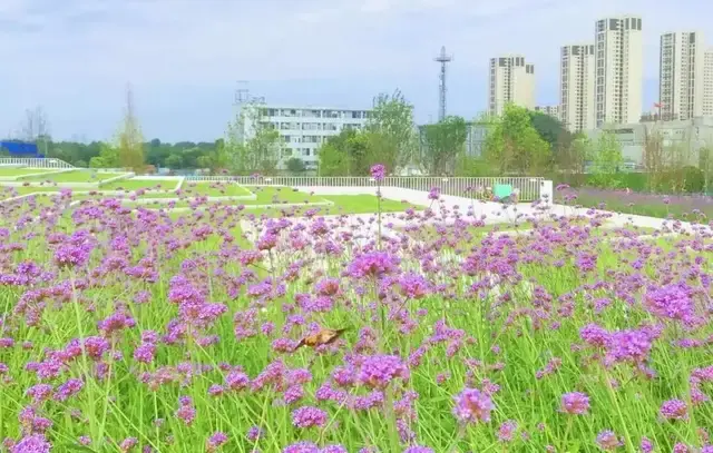争创全国文明典范城市 | 城市环境品质持续提升,文明之花美丽绽放~ - 知乎