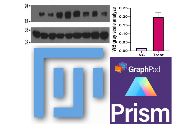 纯干货Western blot (WB)条带灰度统计与GraphPad作图 - 知乎