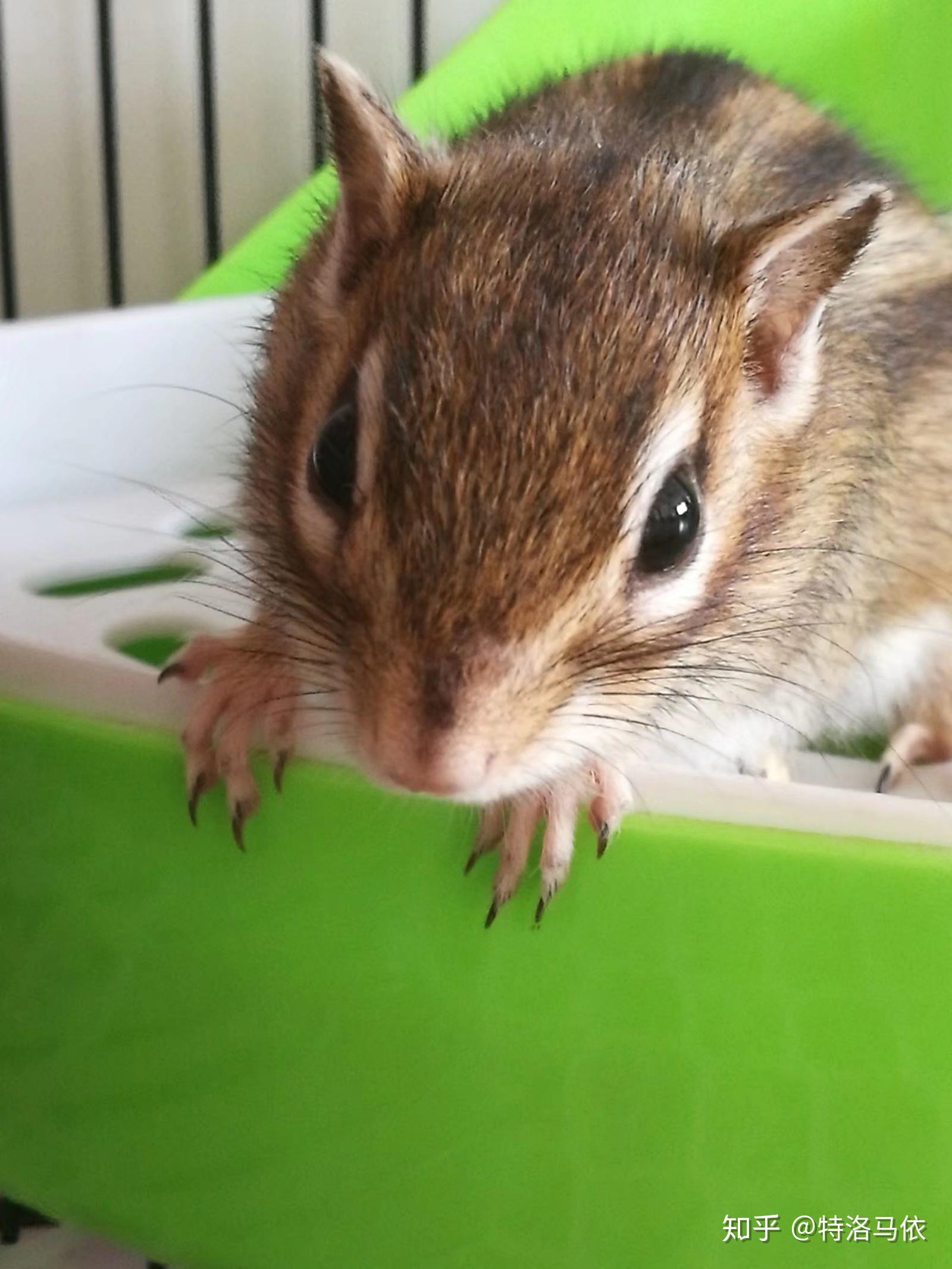 如何喂养金花松鼠? - 知乎