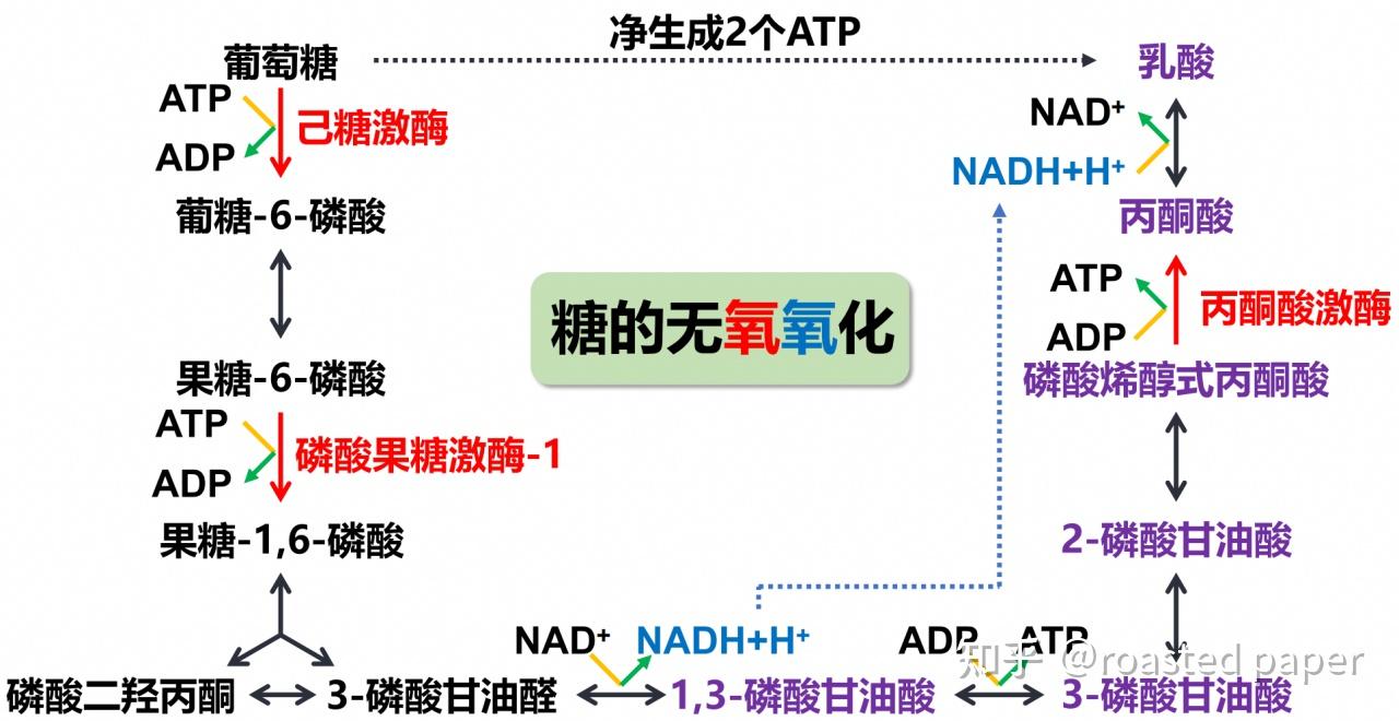 生化与分子生物学——代谢篇之糖代谢 - 知乎