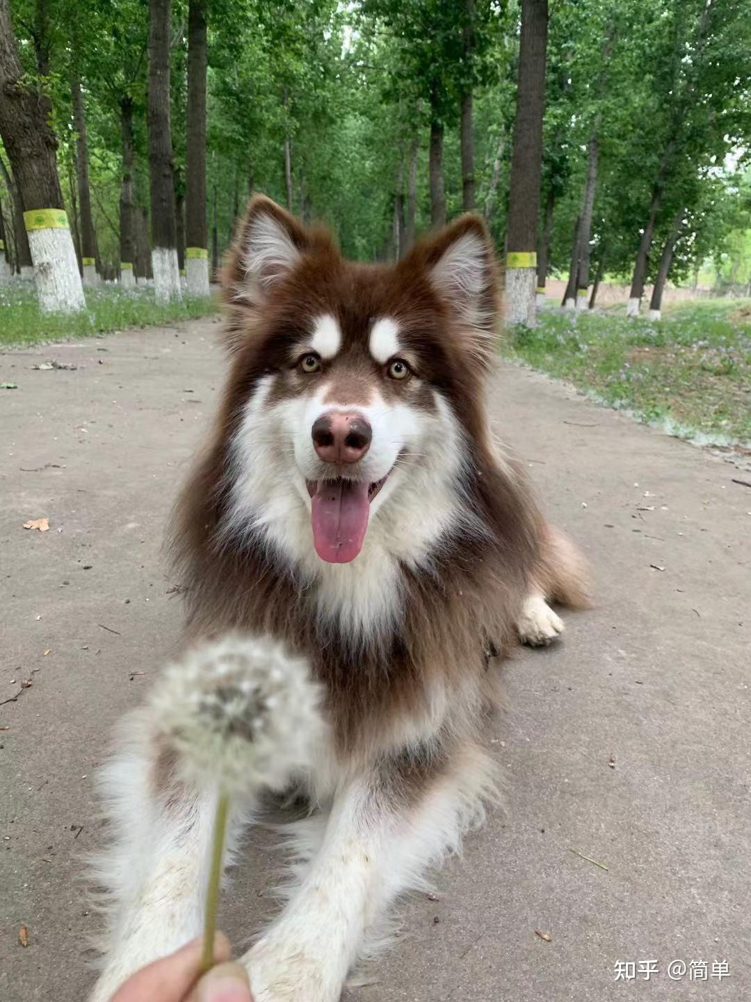 红桃阿拉斯加价格是多少? - 知乎