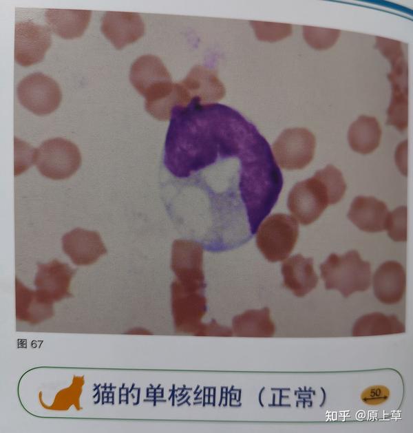 One Cell Dog 如何解读犬猫血常规中的单核细胞? - 知乎