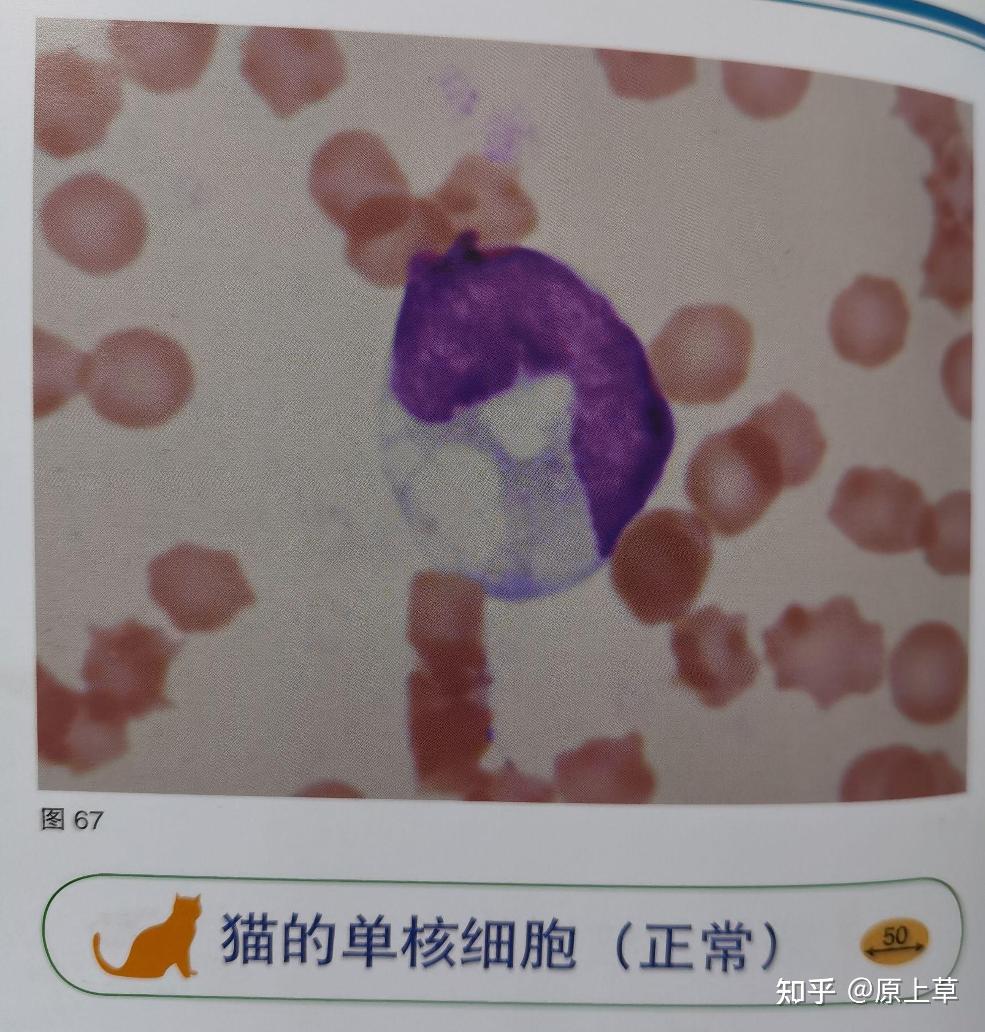 如何解读犬猫血常规中的单核细胞? - 知乎
