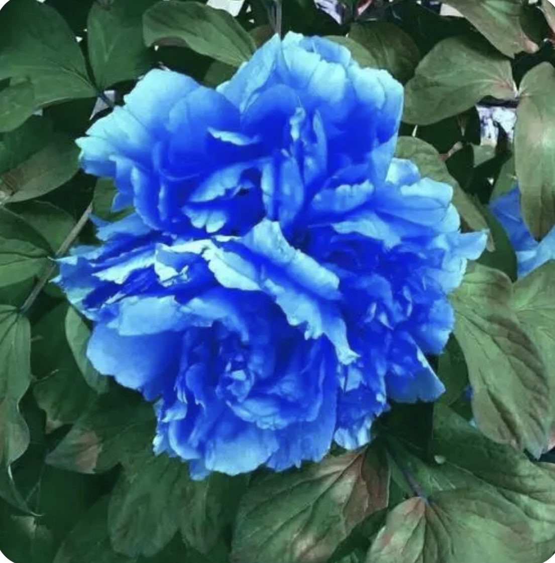 花之国宝牡丹花