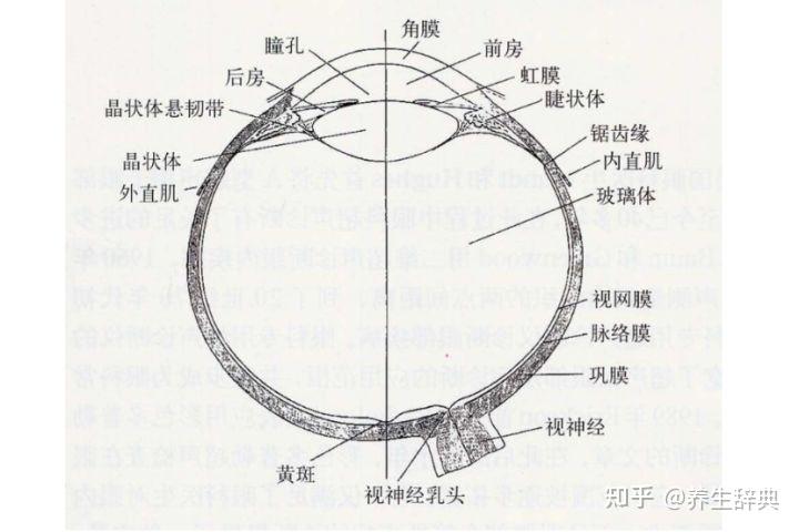 眼睛锯齿缘图片