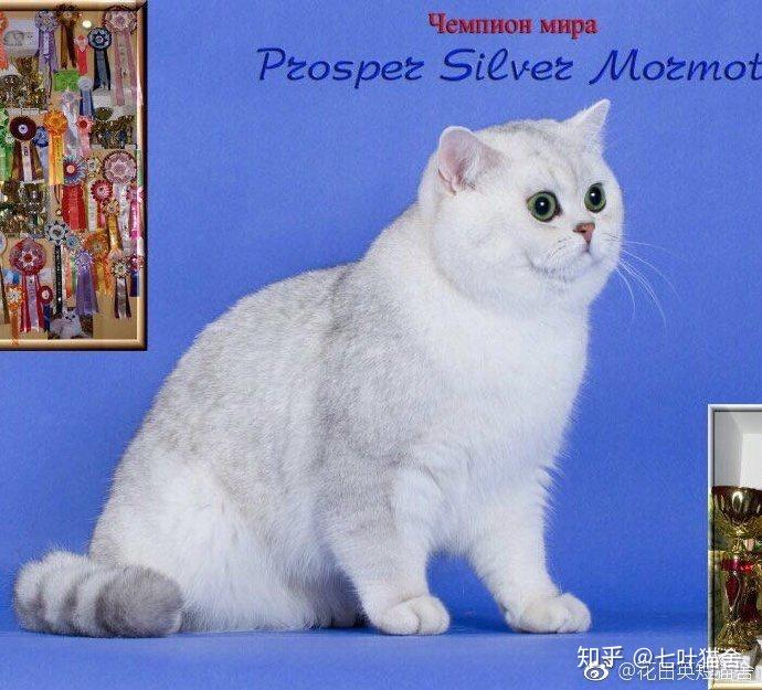 例如英短!蓝色,蓝白,乳色