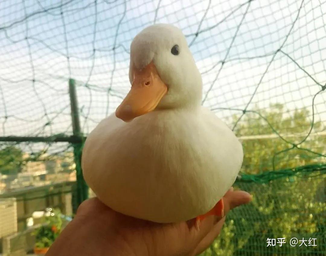 宠物鸭的饲养方法及注意事项 - 知乎