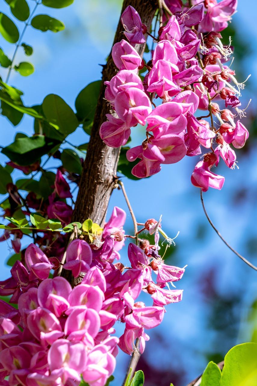 3. 槐花种植技巧