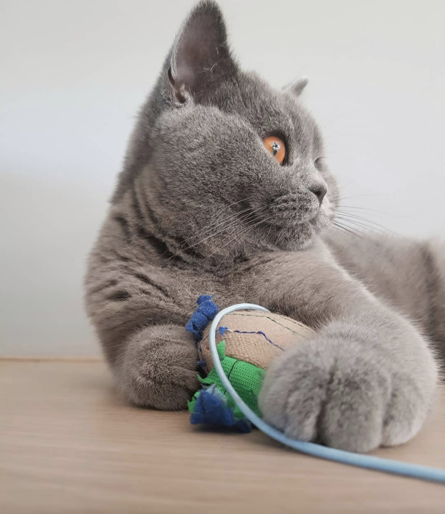 吸猫大会英国短毛猫ollie