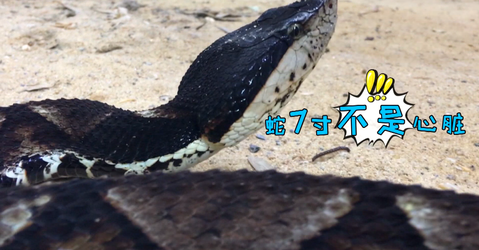 打蛇打七寸的七寸到底是指什么和蛇本身多长有没有关系呢蛇不够七寸的