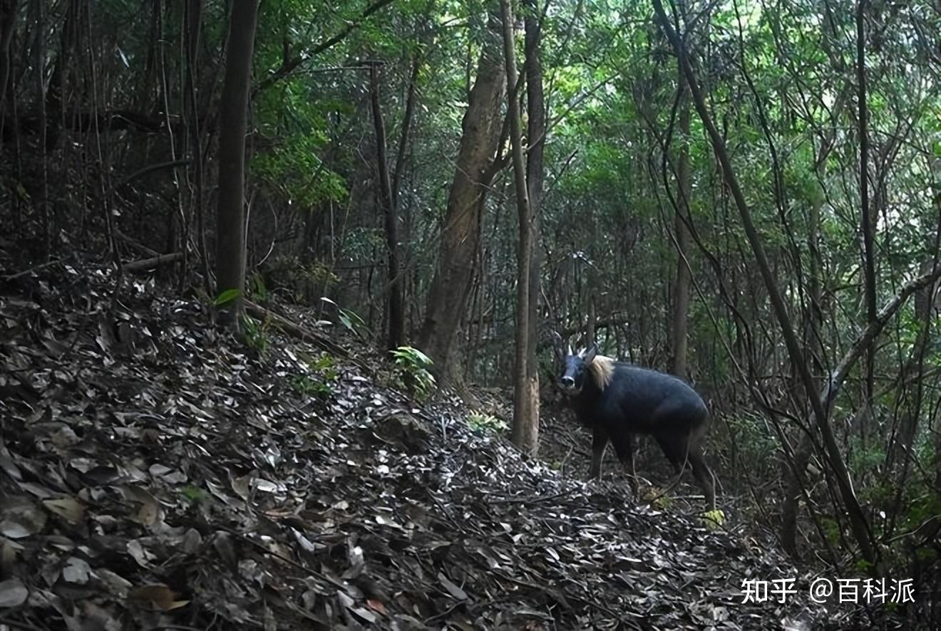 发现“天马”!湖北拍到多只“麒麟兽”中华鬣羚,体高腿长有兽角 - 知乎