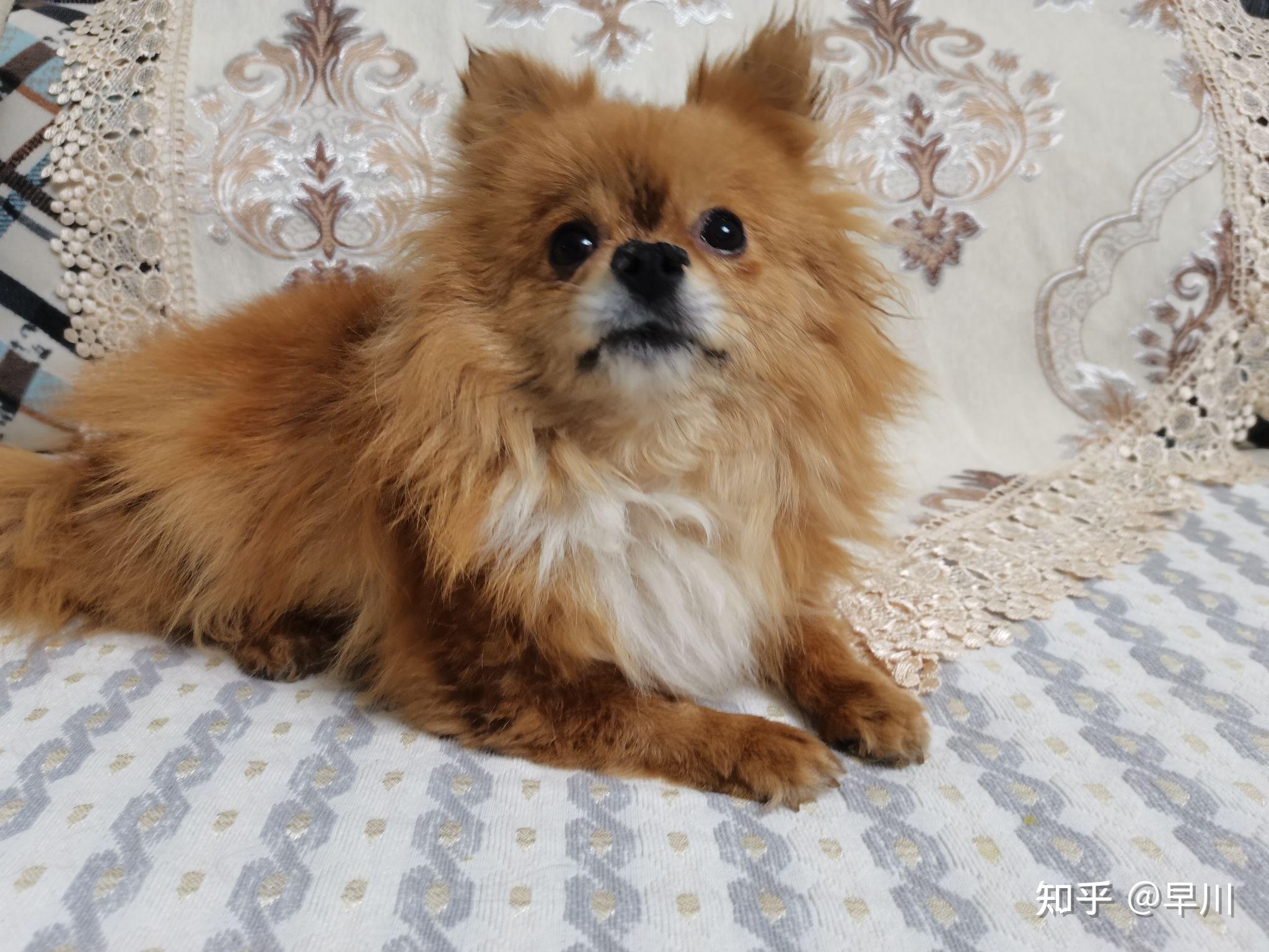 博美长大后会变长变不好看吗求图