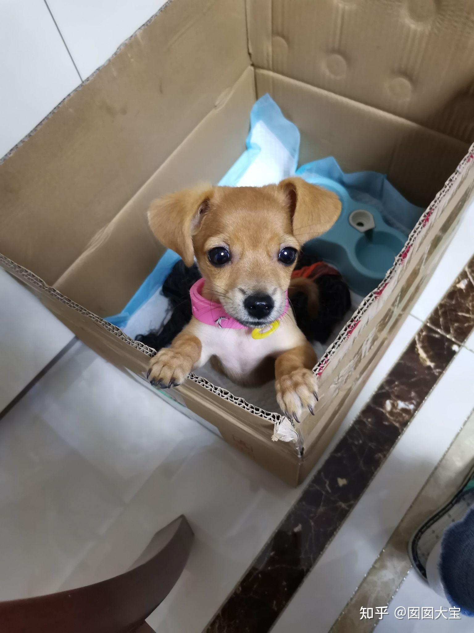 家庭成员小鹿犬小不点