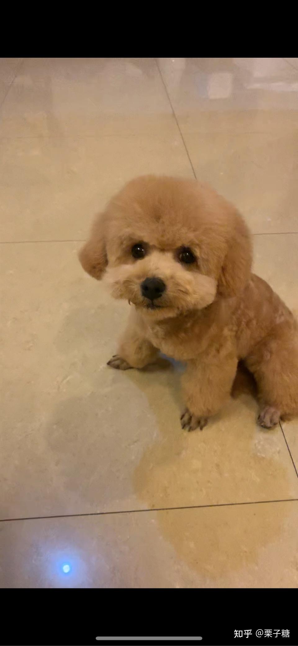 白色比熊跟棕色泰迪会串出什么样的狗? - 知乎