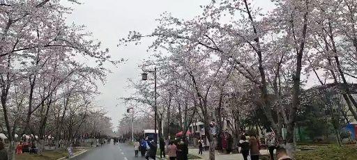扬州市樱之园 - 知乎