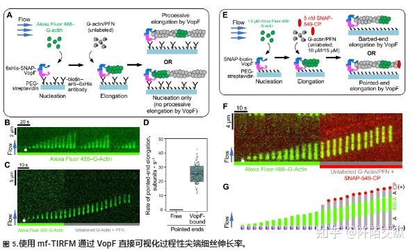 Science Advances：生吃海鲜易受弧菌属病原体感染，进而影响肌动蛋白发挥功能 - 知乎