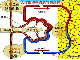 氧气是怎么进入人体细胞的