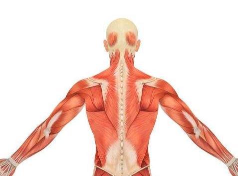 如何锻炼背部肌肉