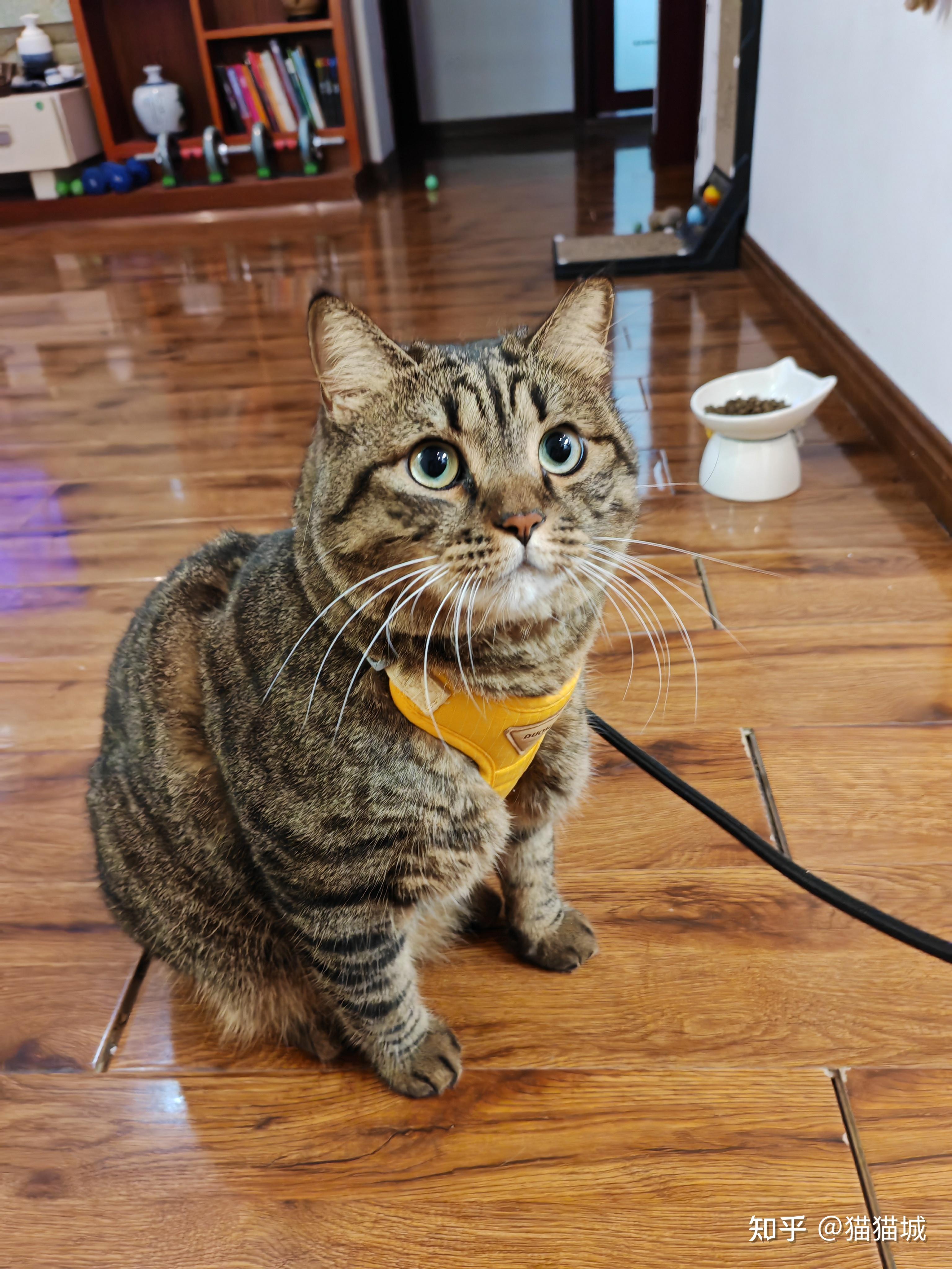 养猫如果不听话了，可以打吗？ - 知乎