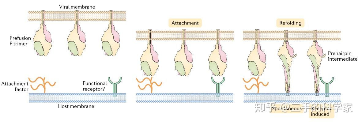 respiratory syncytial virus entry and how to block it.