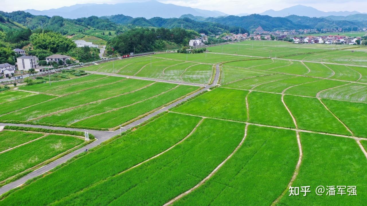 临安千亩田图片