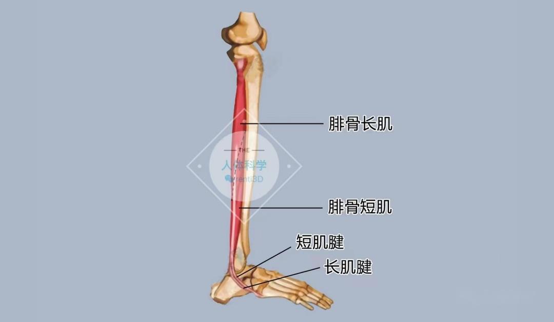 腓骨短肌经外踝后方转向前