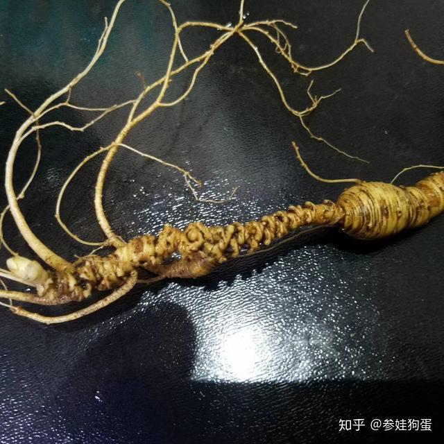 人参是野生的就好吗一定要认清野生人参还是野生西洋参