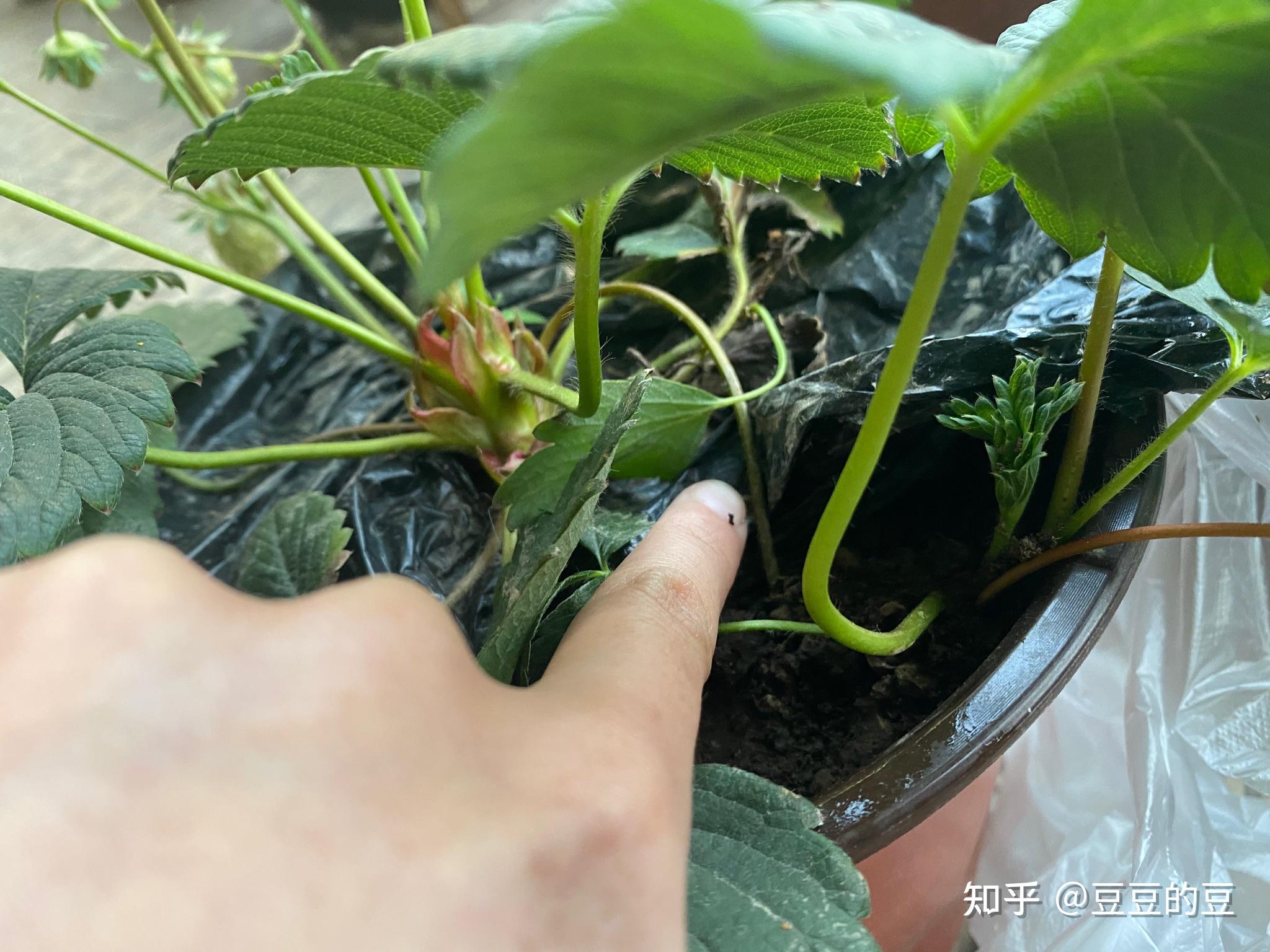 草莓长出来一根小芽是什么? - 知乎