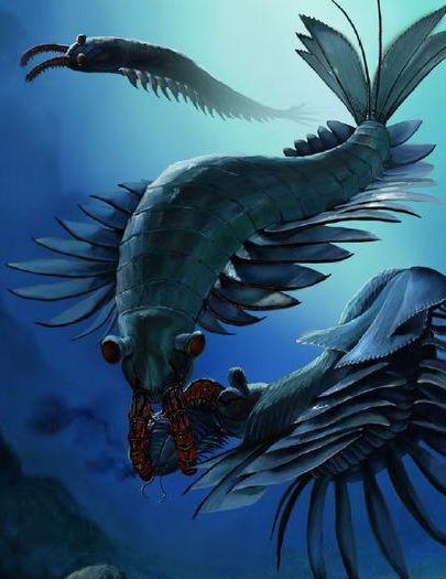 奇虾有多少种奇虾属于虾类吗