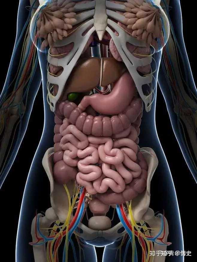 肋骨下面有什么器官? - 知乎