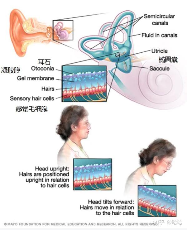 otolith