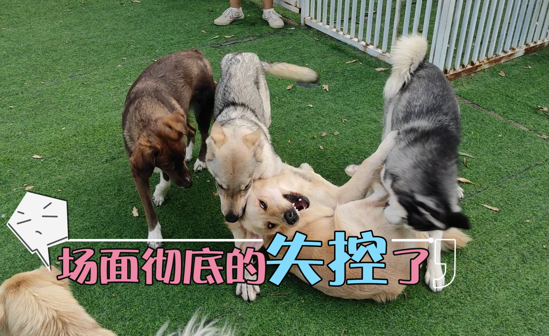 100斤阿拉斯加犬暴冲太恐怖了,关键它还皮糙肉厚,不怕揍