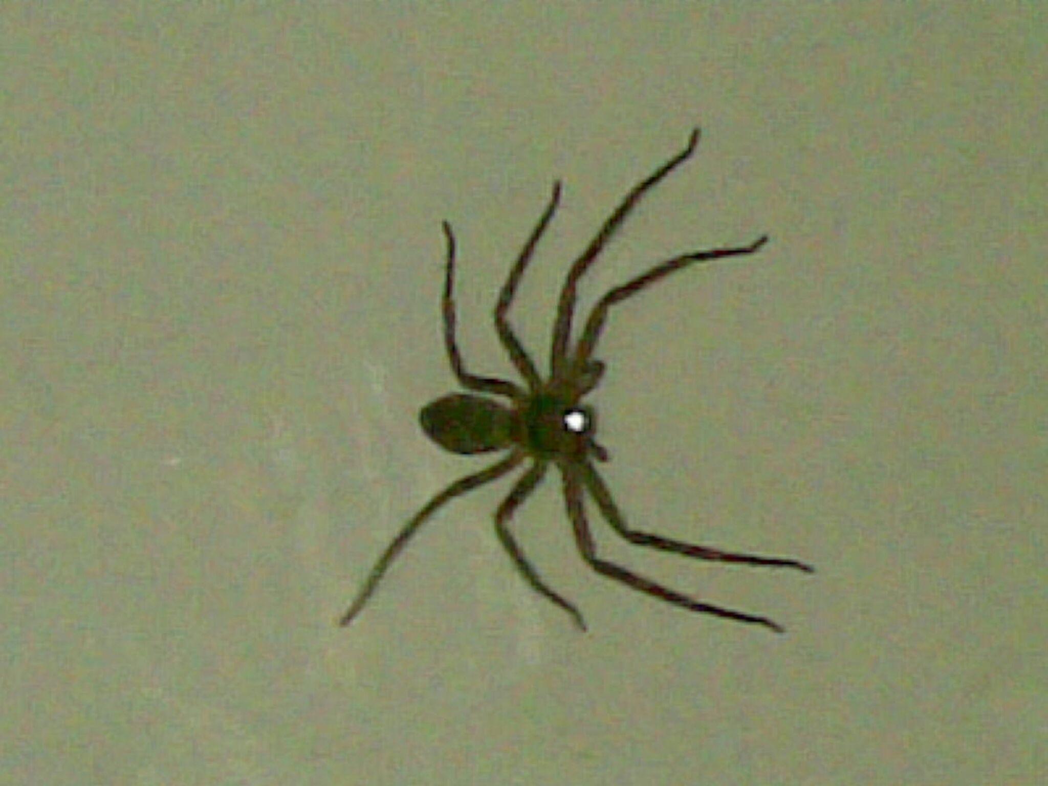 作为从小就有蜘蛛恐惧症的我，一直比较害怕的一个物种：高脚白额蛛！ - 知乎
