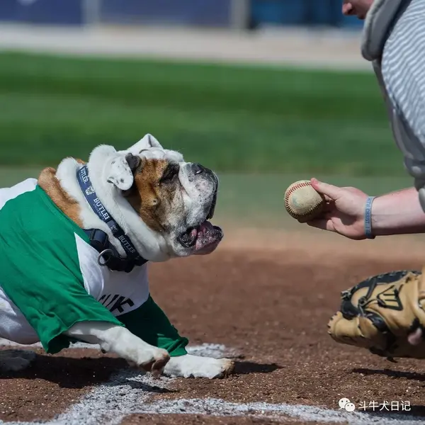 狗子拿棒球棒表情包图片