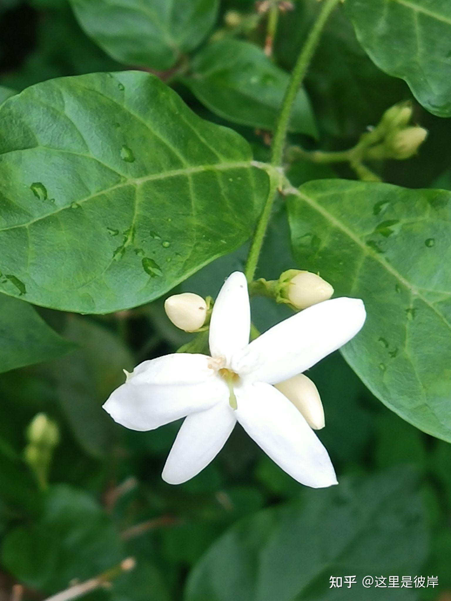 单瓣茉莉花香气沁人心脾