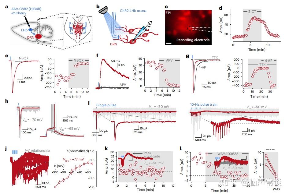 Nat neurosci:为何压力大时情绪难自控?一石激起千层浪!科学揭示中缝核5-HT非线性递归抑制机制 - 知乎