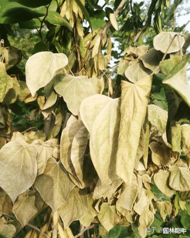 67月份紫荆枝叶突然发生干枯甚至整株干枯死亡怎么回事儿