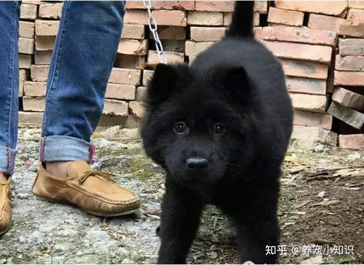 黑狗为什么不受欢迎这几个原因看完你会嫌弃它吗