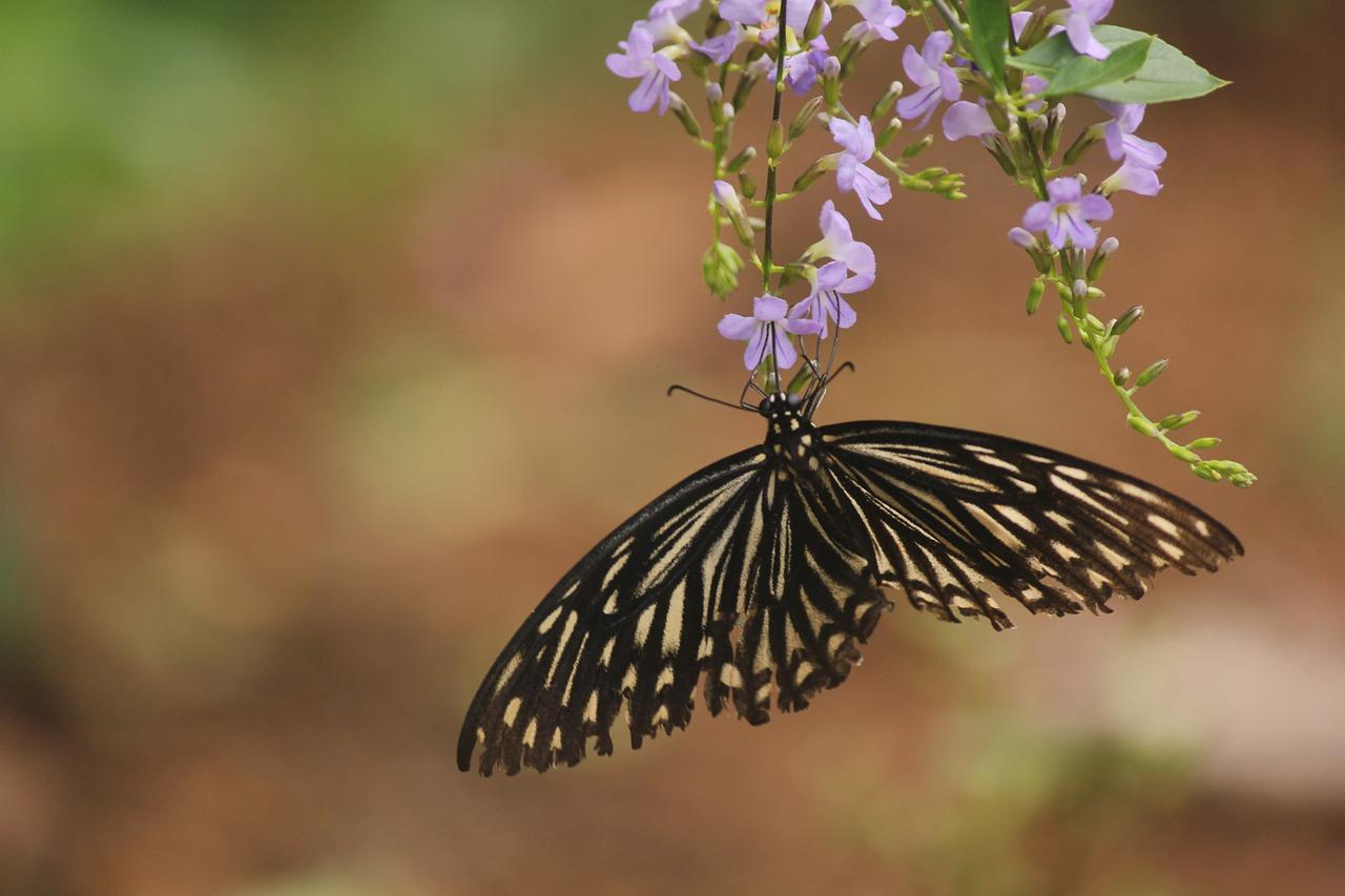 4. 授粉工具选择