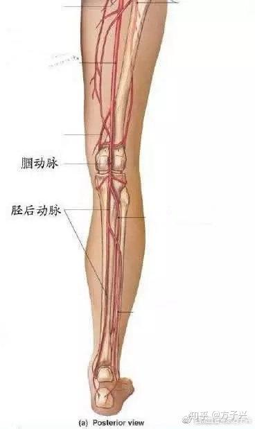 血管堵塞只要三步 教你一个动作自查血管是否堵了 知乎 血管堵塞只要三步 教你一个动作自查血管是否堵了 知乎
