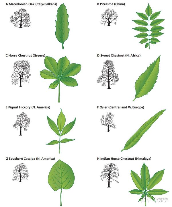 Topic 5.3 Classification of biodiversity （物种分类） - 知乎