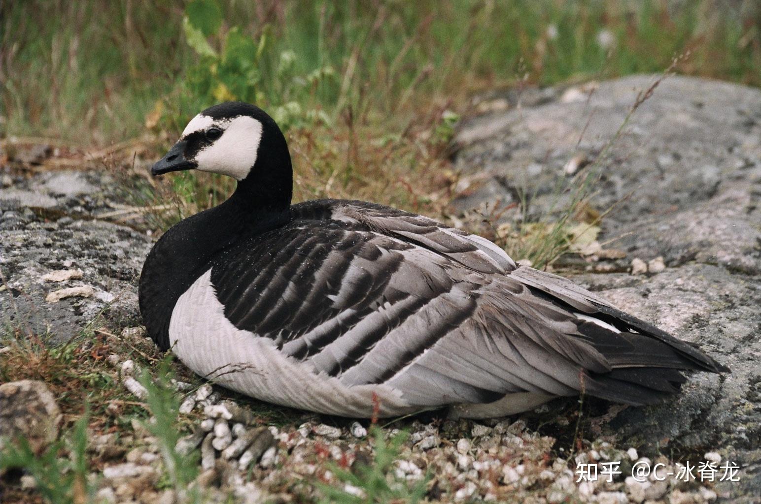 sg/lsm1303student2010/2010/04/09/barnacle-goose-you-jump-i-jump