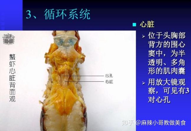 龙虾科心脏图片