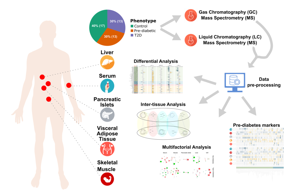 文献分享丨Sci Rep多组织代谢特征与T2D - 知乎